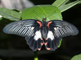 Papilio rumanzovia